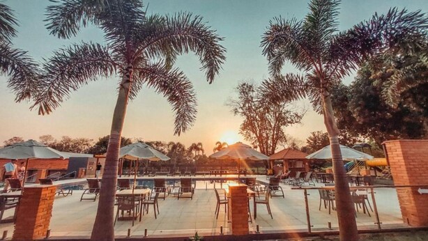A poolside area with umbrellas, lounge chairs, and palm trees.