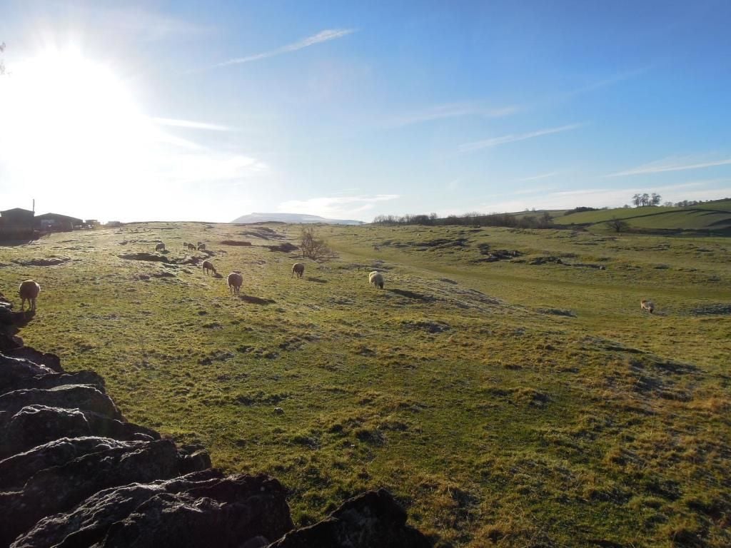 A rural landscape with a clear sky and a few sheep grazing on a grassy field.