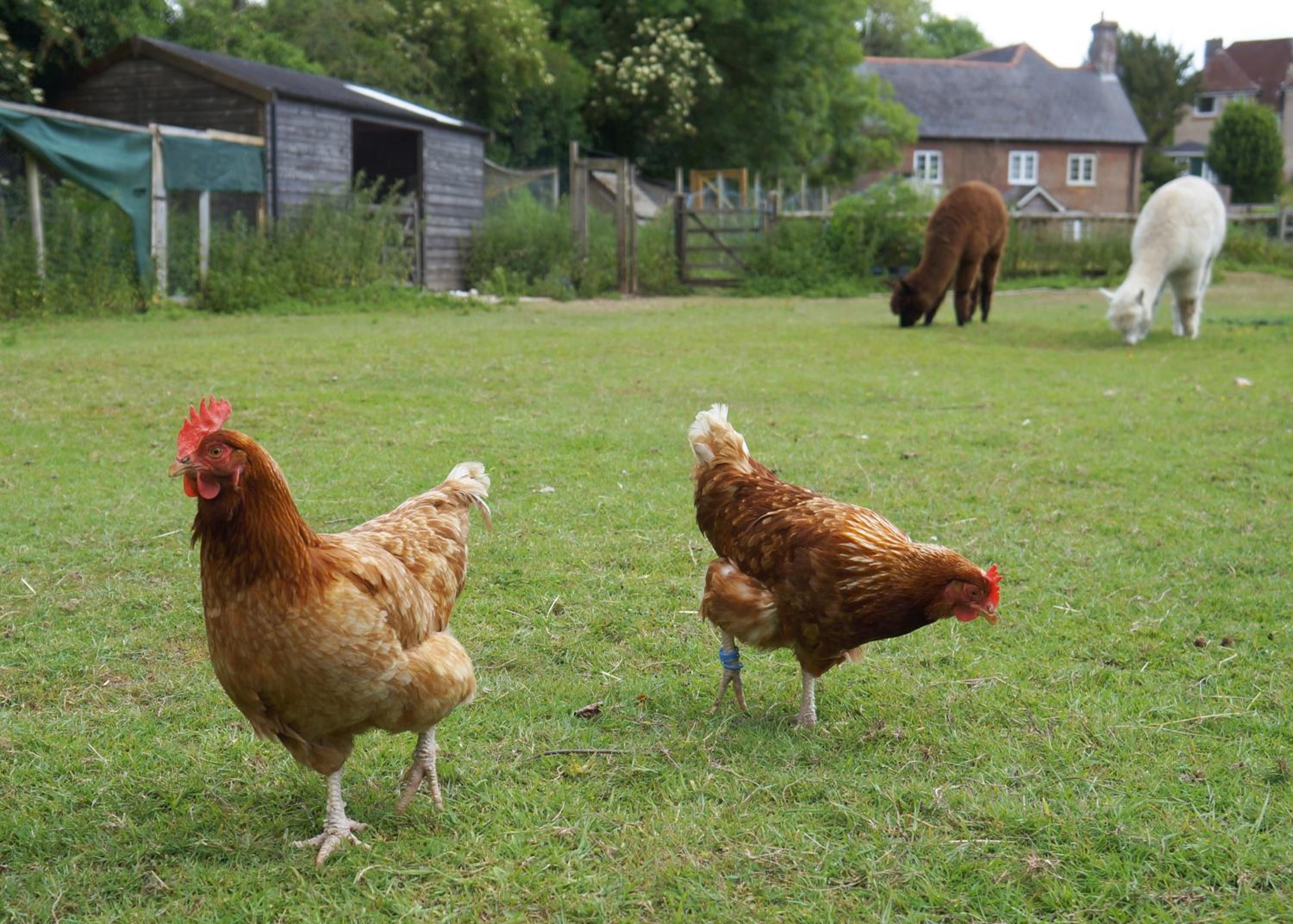 Un espace extérieur à la campagne, avec des poules et un cheval qui broute.