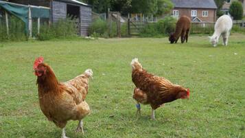 Un espacio rural al aire libre con gallinas y un caballo pastando.