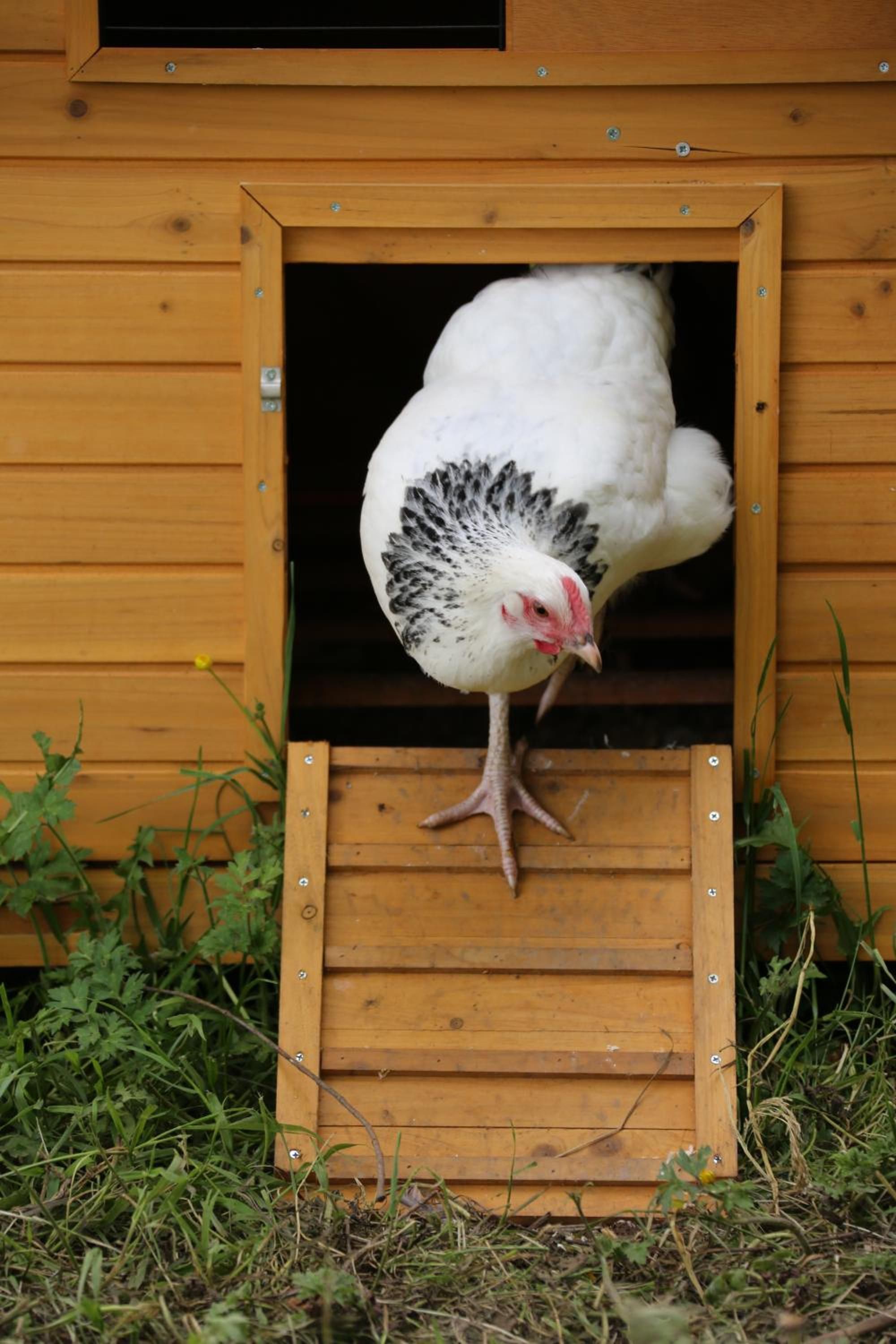 Ein hölzernes Hühnerhaus mit einer Tür, ein Huhn steht am Eingang, umgeben von Pflanzen.