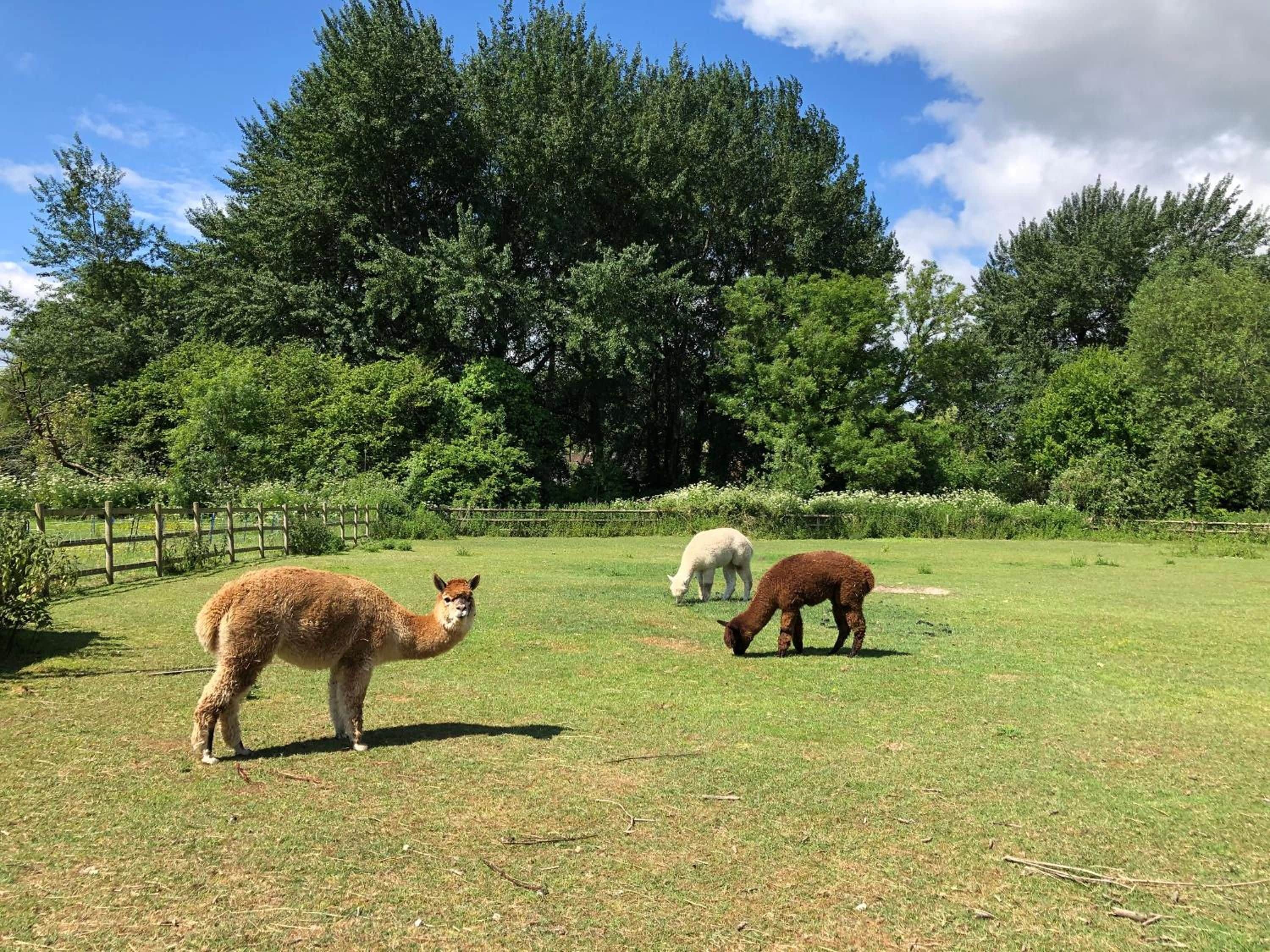 A grassy field with three llamas grazing, surrounded by trees and a wooden fence.
