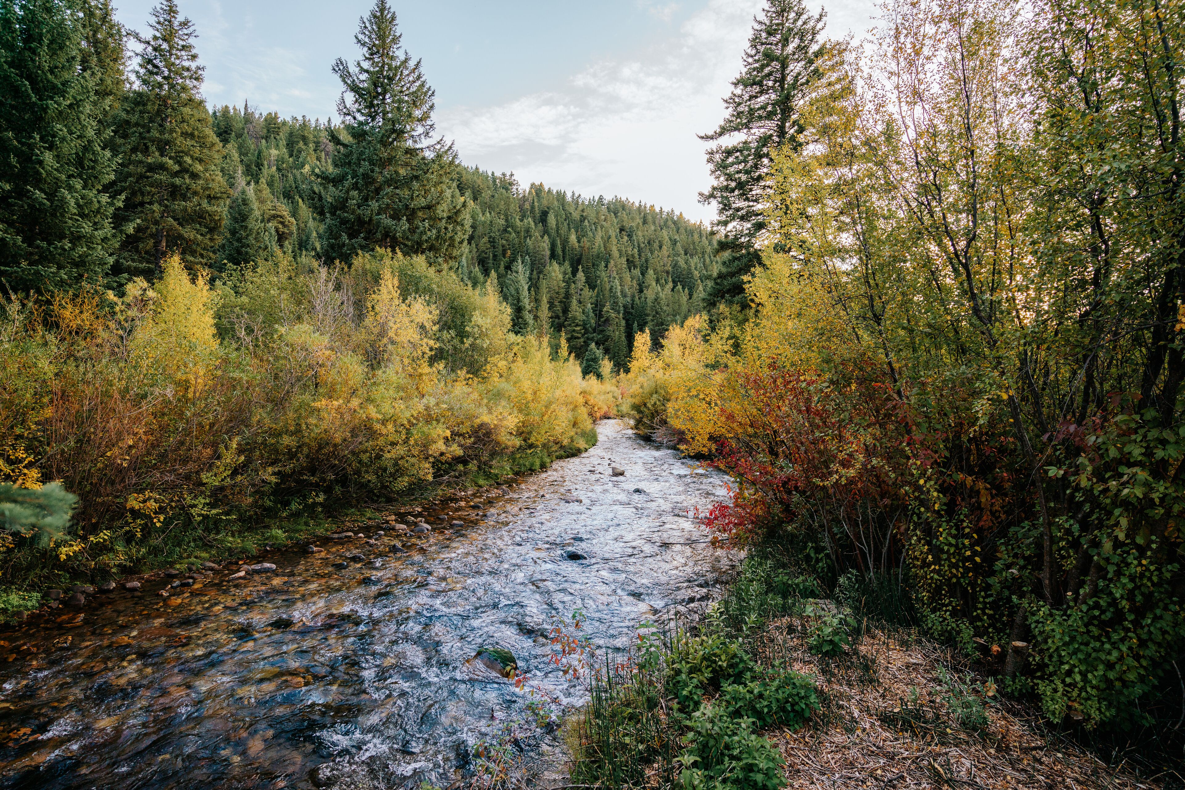 A river flowing through a forested area with dense trees and underbrush.