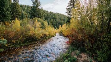 A river flowing through a forested area with dense trees and underbrush.