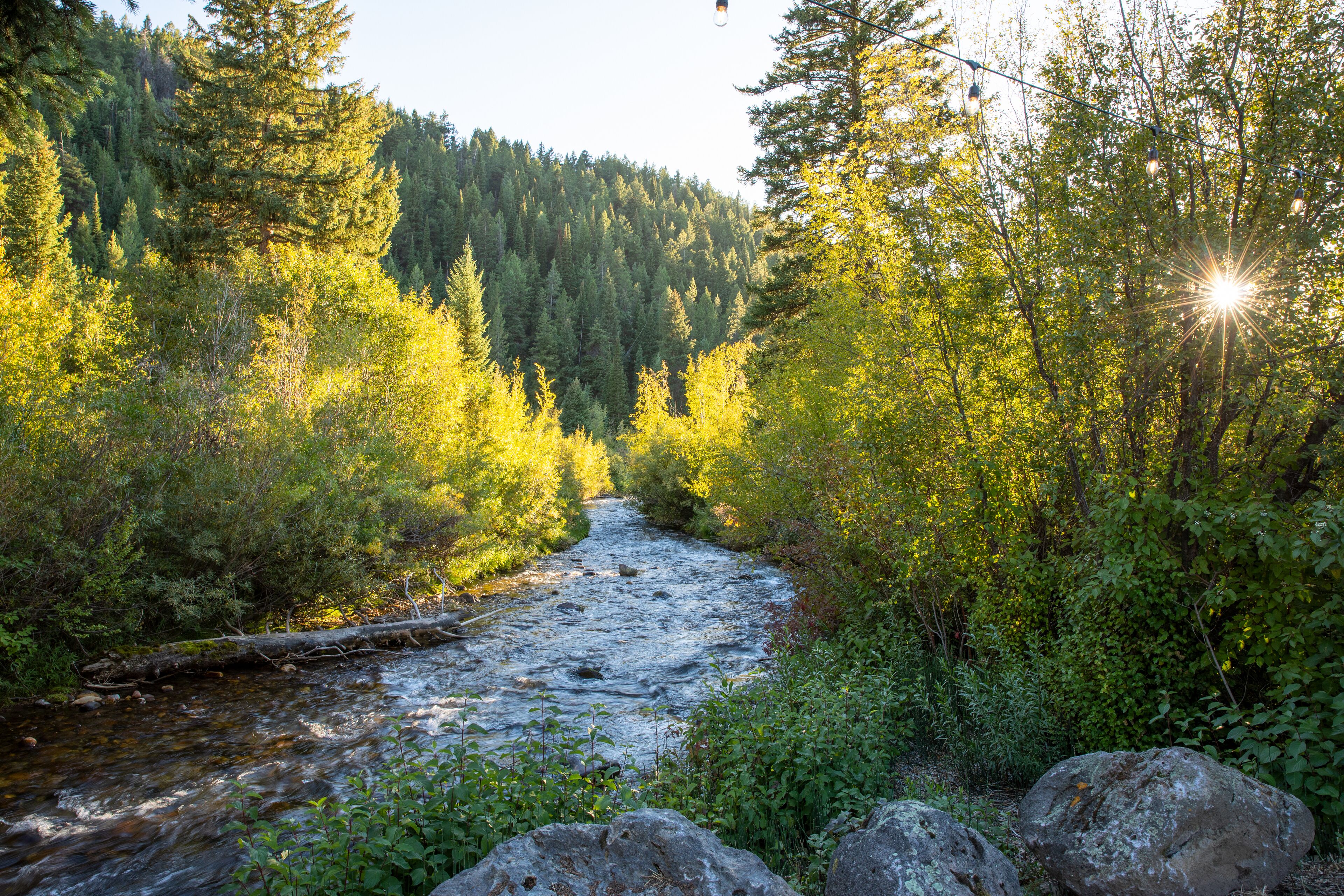 A river flowing through a forested area with large rocks in the foreground.