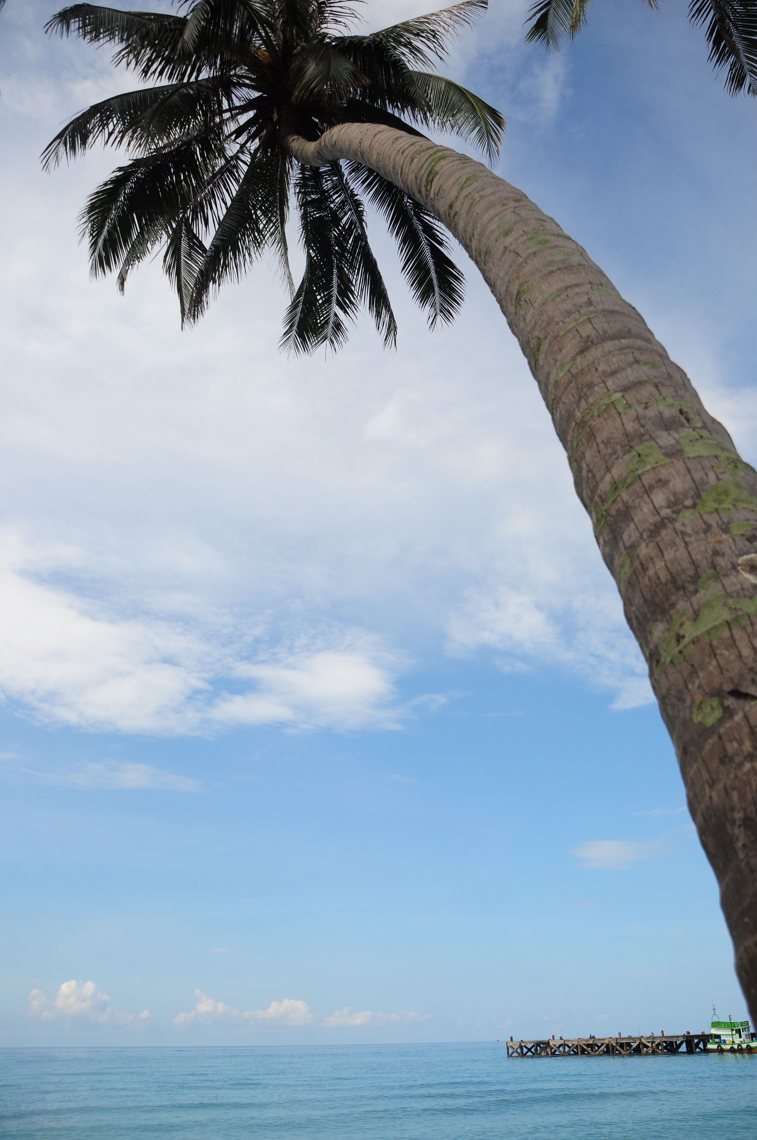A palm tree, clear sky, and a wooden pier extending into the water.