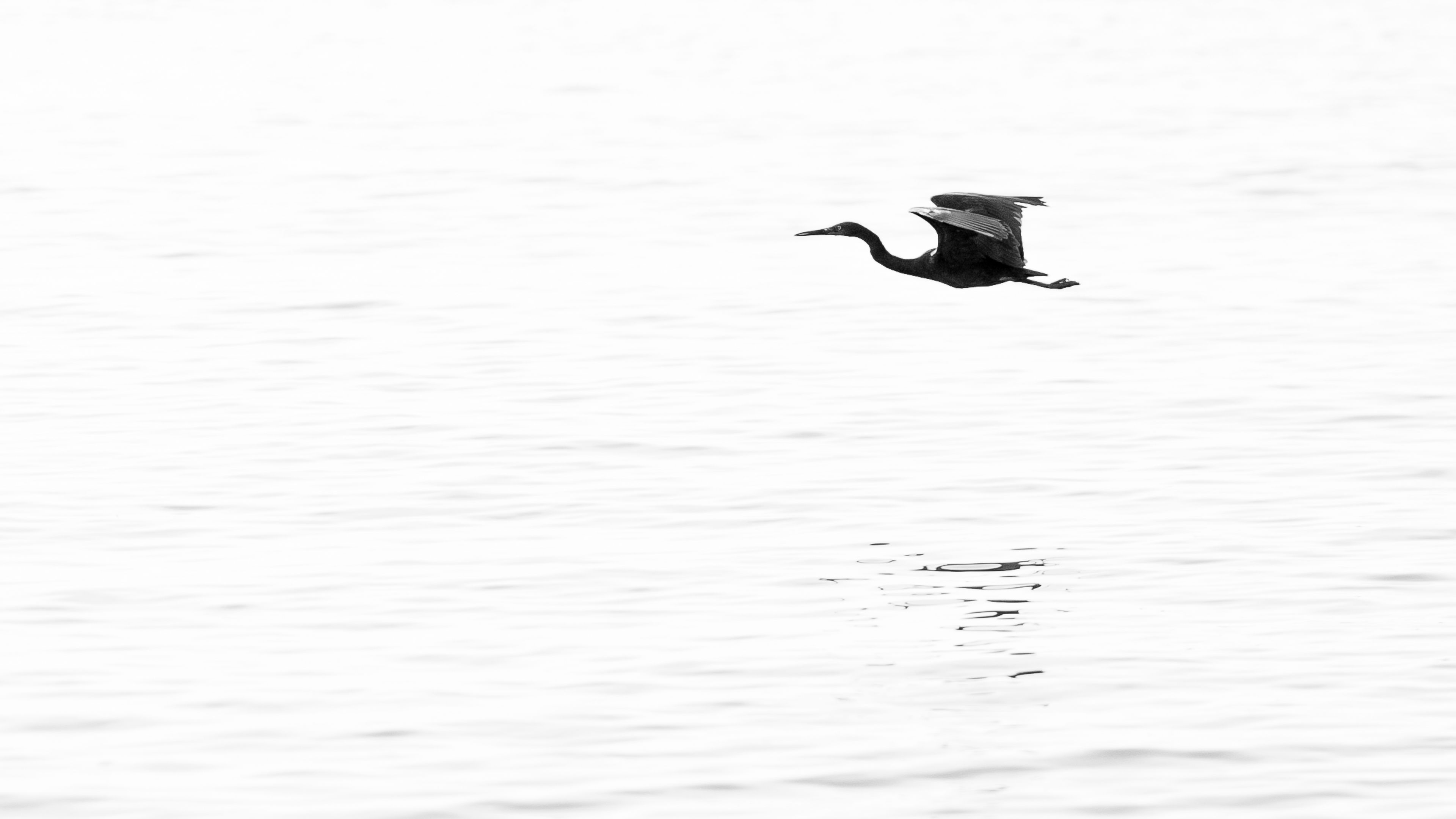 A bird in flight over a calm body of water.