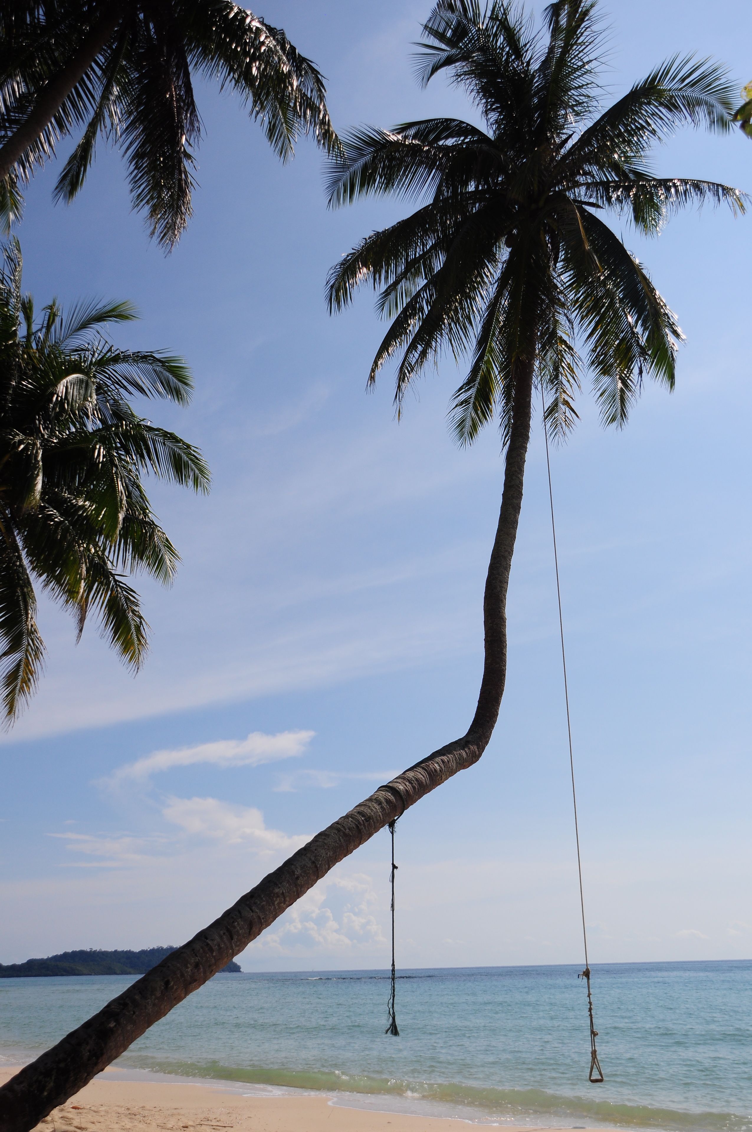 A beach scene with palm trees and a clear sky.