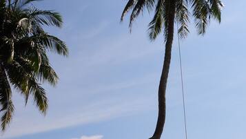A beach scene with palm trees and a clear sky.