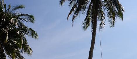 A beach scene with palm trees and a clear sky.
