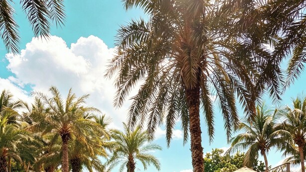 A person sitting on a paddleboard in a swimming pool surrounded by palm trees. - InterContinental Haikou Seaview by IHG (Haikou)