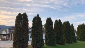 Una hilera de árboles altos y cónicos en una zona cubierta de césped, con un edificio al fondo.