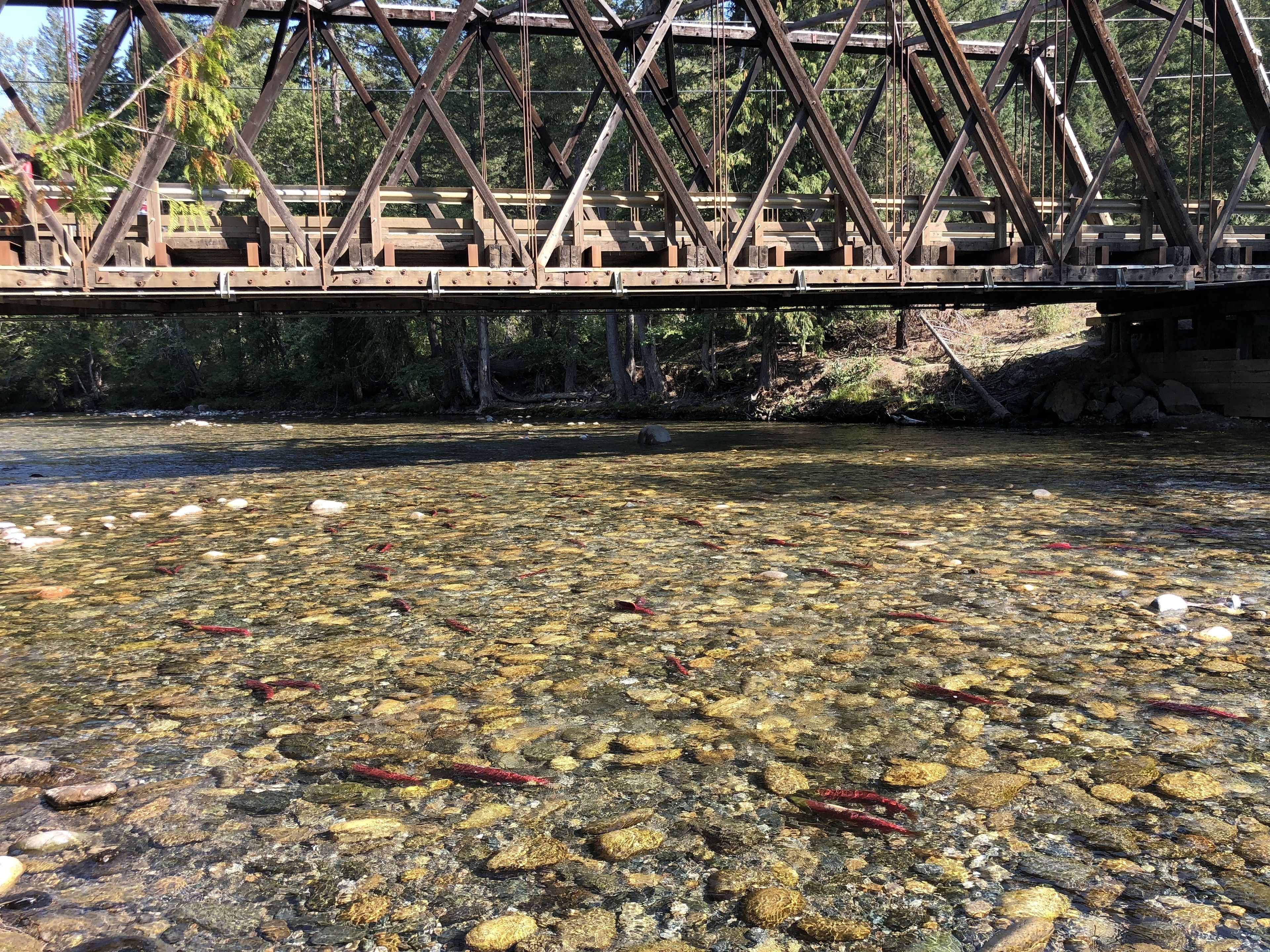 Un puente sobre un río transparente, con rocas y troncos a la vista.