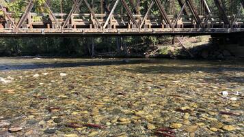 Un puente sobre un río transparente, con rocas y troncos a la vista.