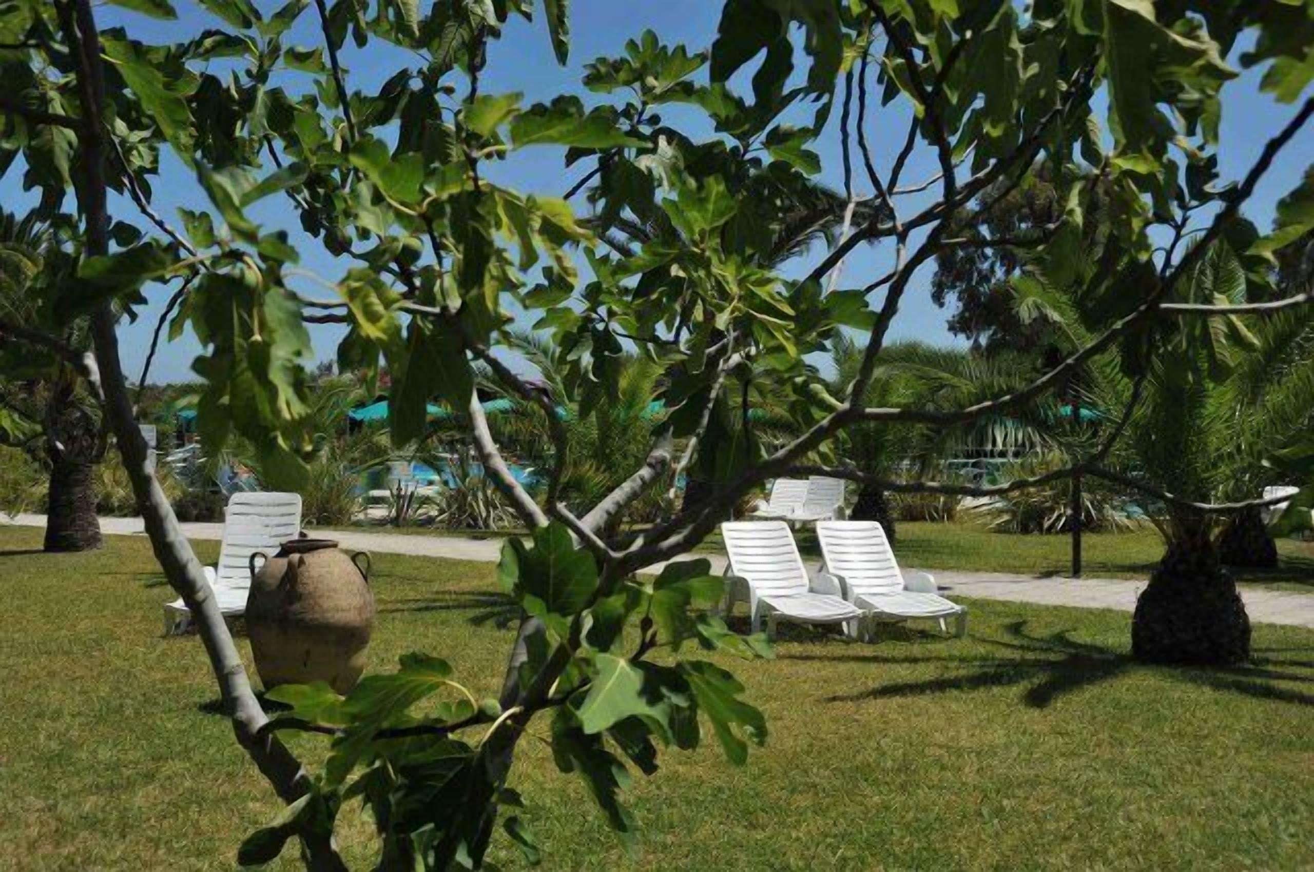 A garden area with a large tree, white lounge chairs, and a decorative pot.