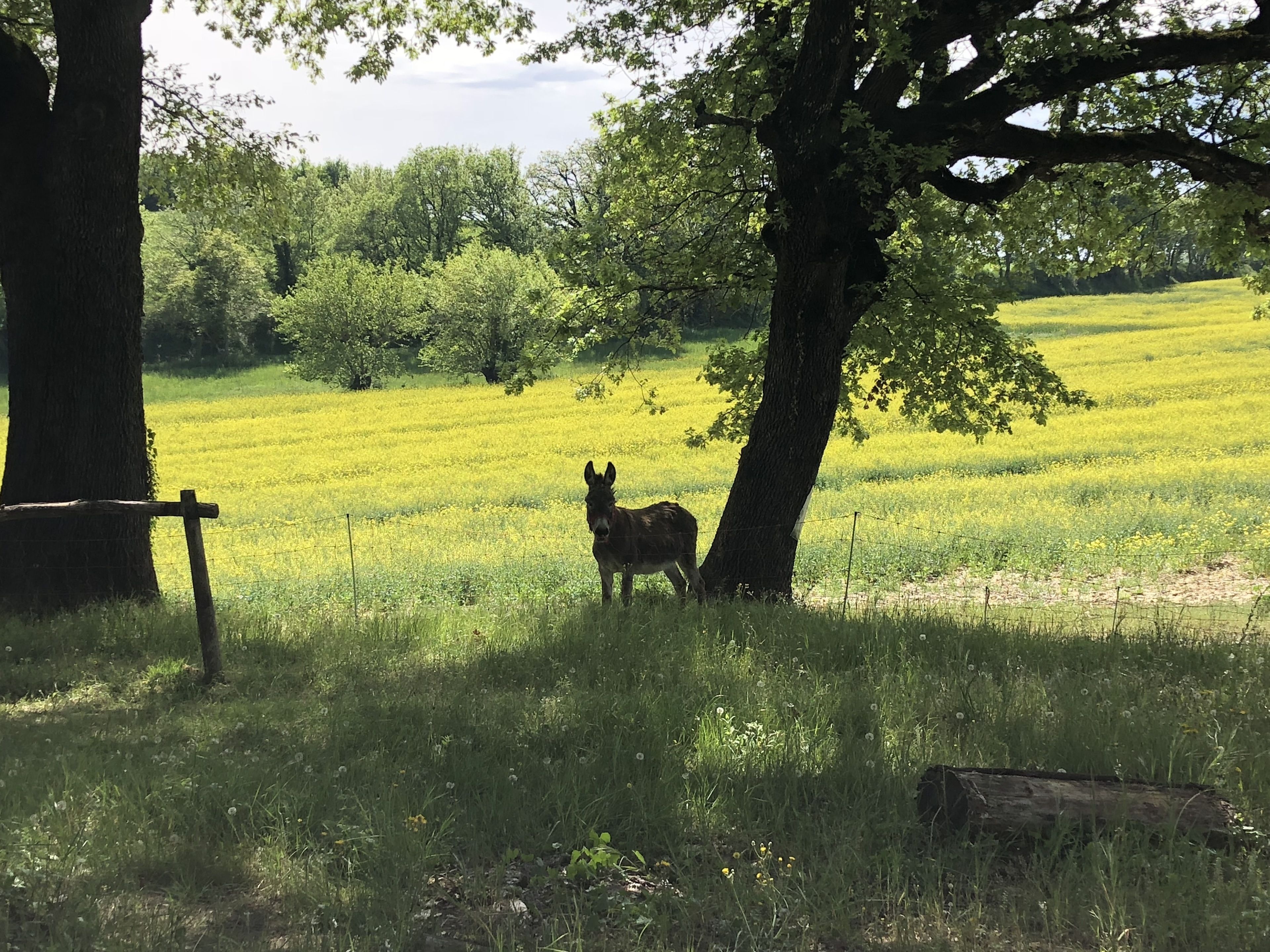 Ein Feld mit einem Baum und einem Zaun.