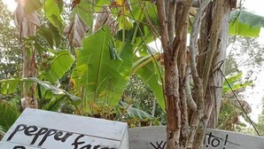 Un letrero de madera con la inscripción 'Pepper Farm Bungalow' y 'Recepción Esperando', sujeto a un árbol.