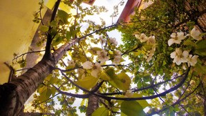 A tree with white flowers and green leaves in front of a yellow building. - Ottoman's Pearl Hotel (Istanbul)