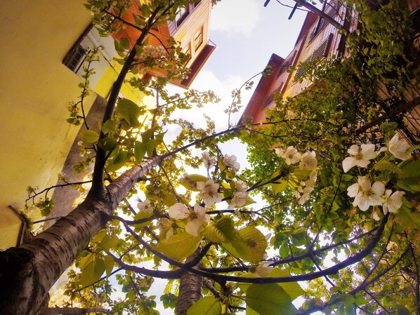 A tree with white flowers and green leaves in front of a yellow building. - Ottoman's Pearl Hotel (Istanbul)