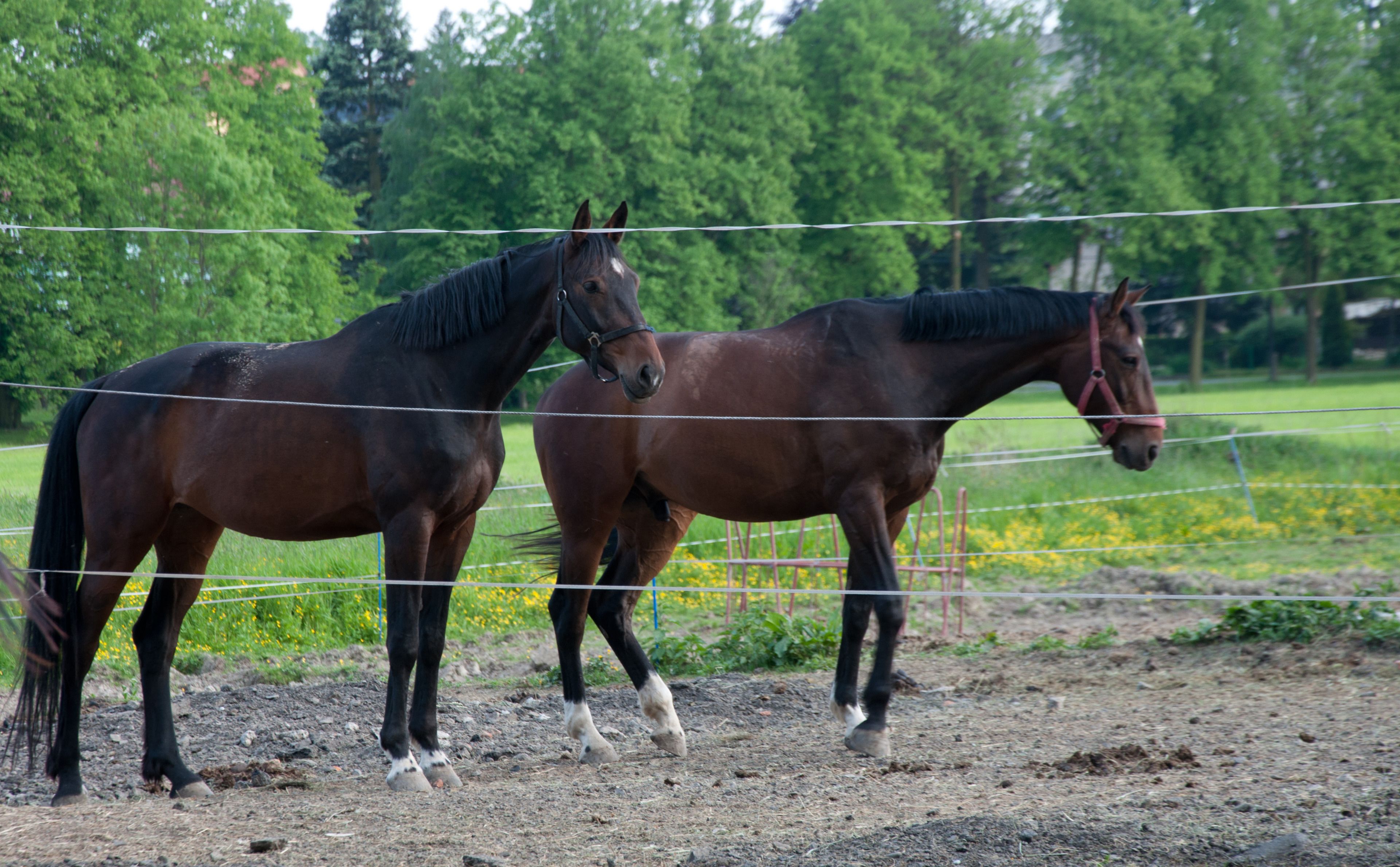 Two horses in a fenced area with a dirt ground and green trees in the background.
