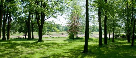 Un parque con árboles altos, zonas verdes y una vista distante de un campo y edificios.