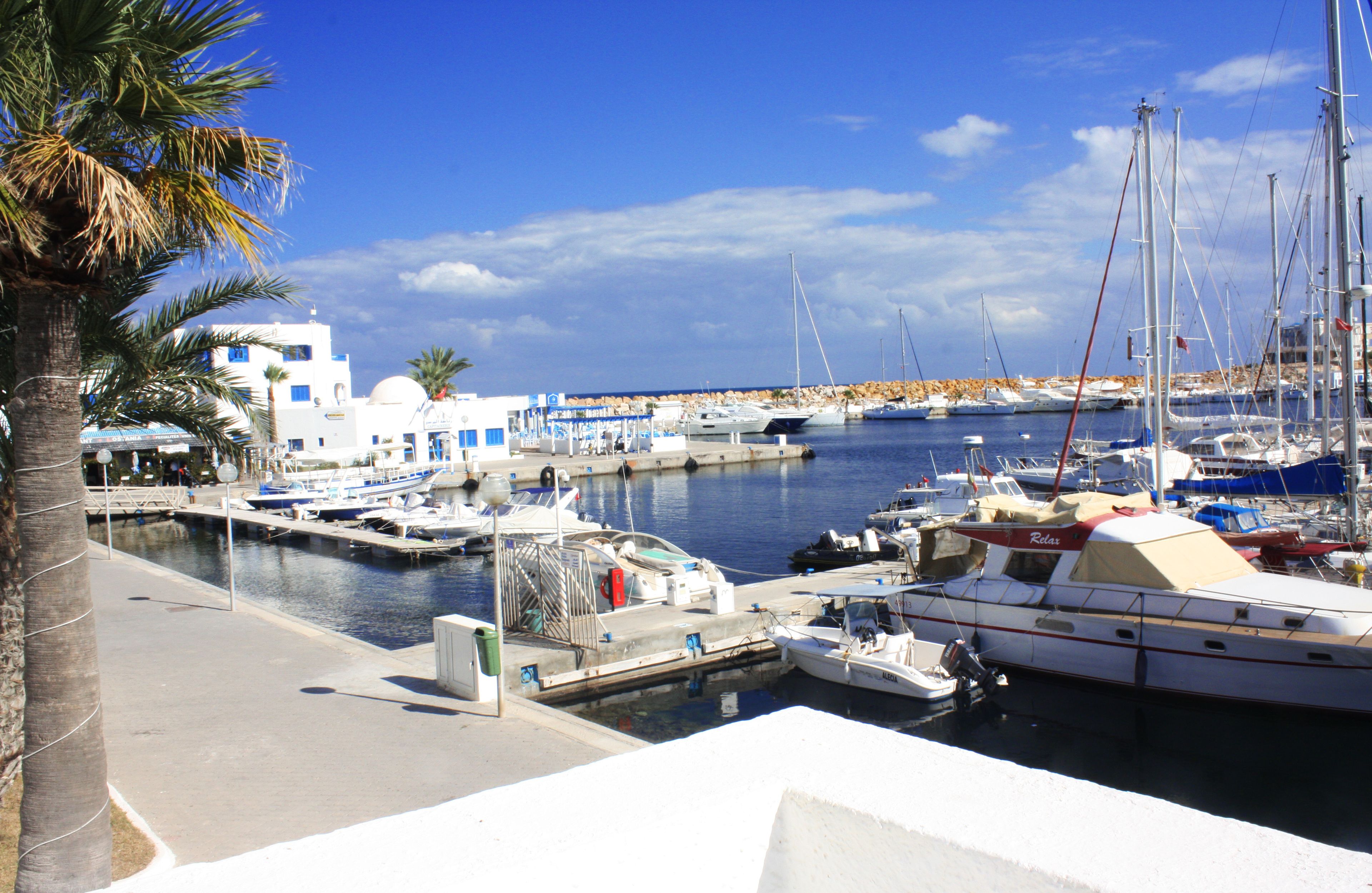 A marina with boats docked, a palm tree, and buildings in the background.