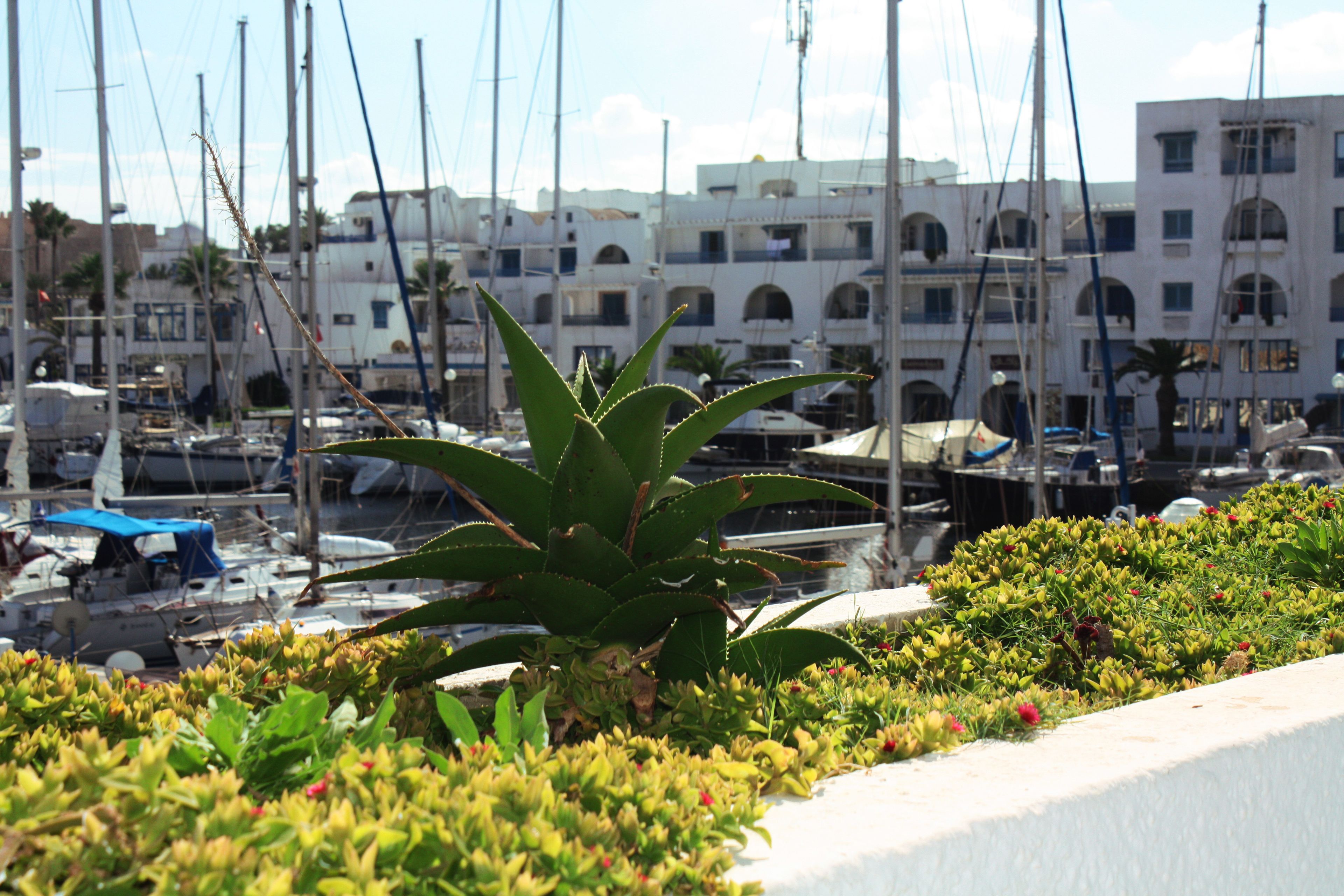A marina with multiple boats docked, a building with arched windows, and a plant in the foreground.