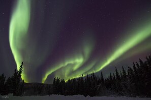 A night sky with the Northern Lights over a snowy forest.