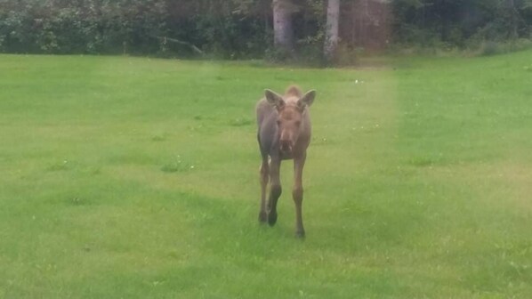 A moose in a grassy field. - Alaska Haven (North Pole)