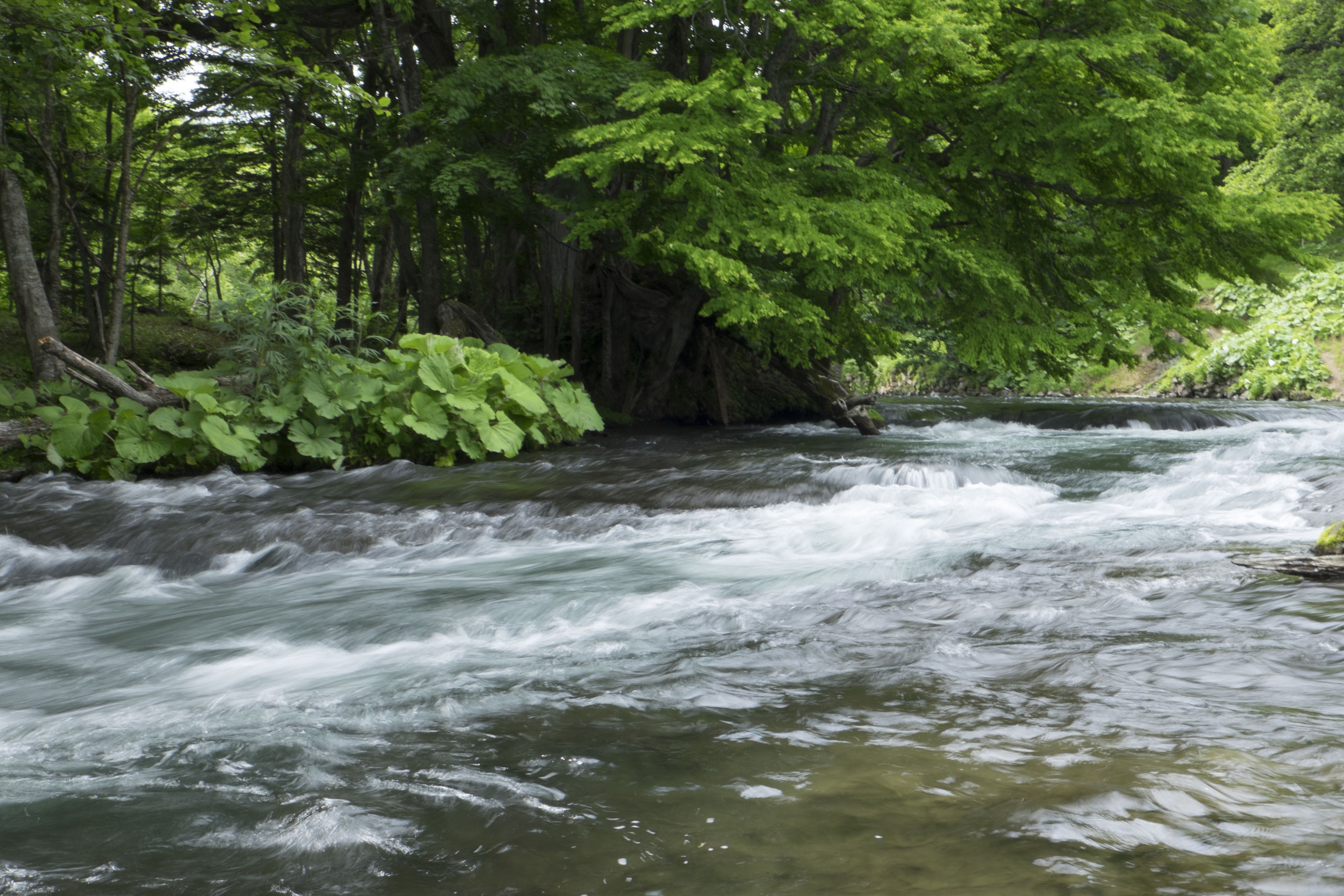 A river flowing through a forested area with dense green foliage and trees.