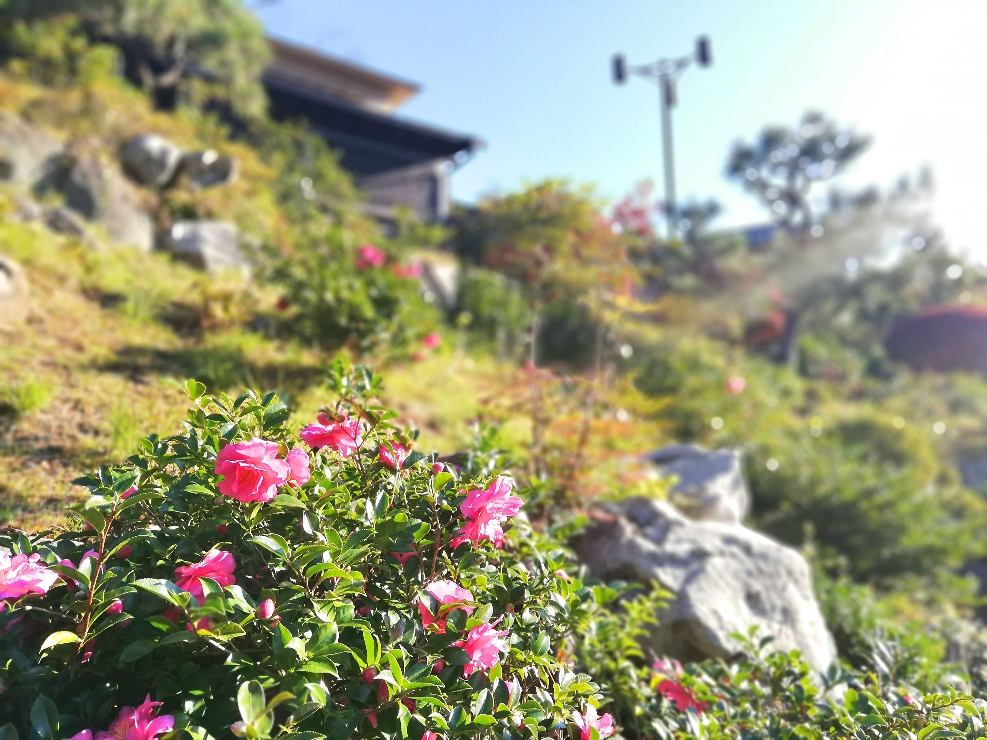 Ein Garten mit rosa Blumen, grünem Laub, einem großen Felsen und einem Gebäude im Hintergrund.