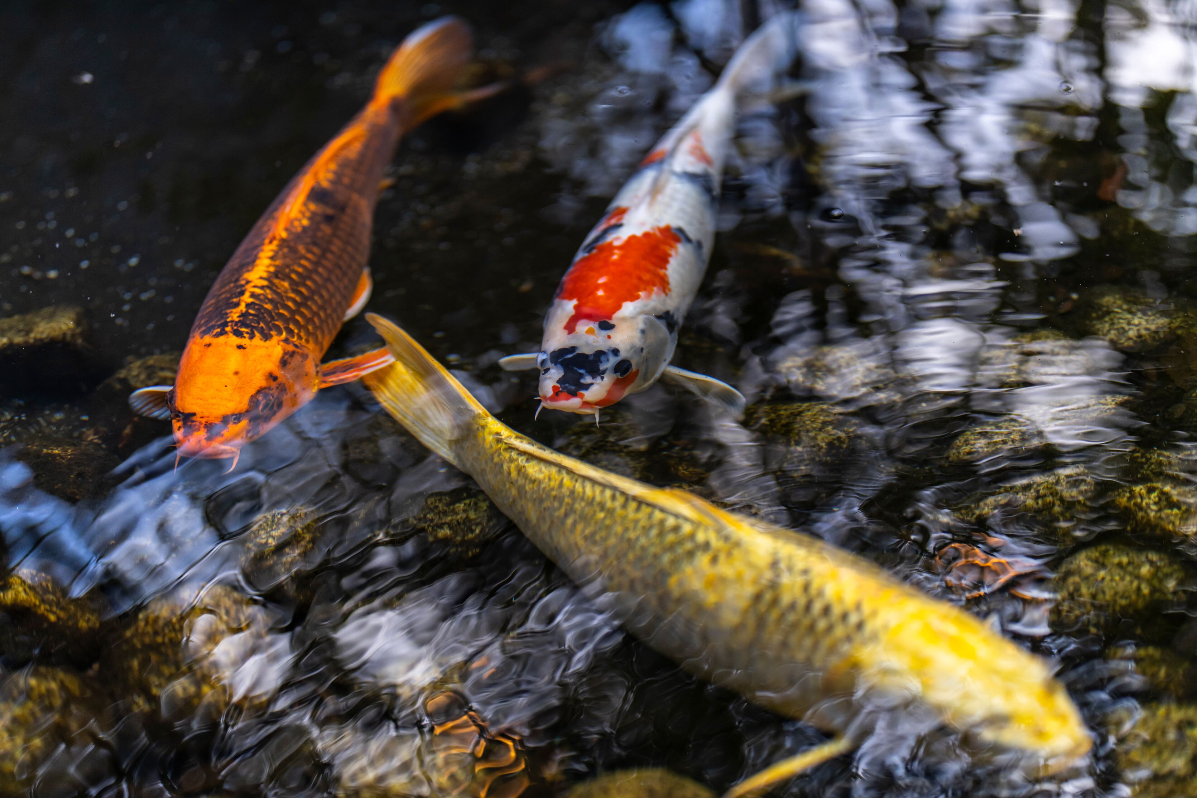 Koi fish swimming in a pond with rocks.