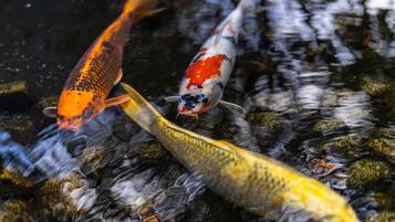 Koi fish swimming in a pond with rocks.