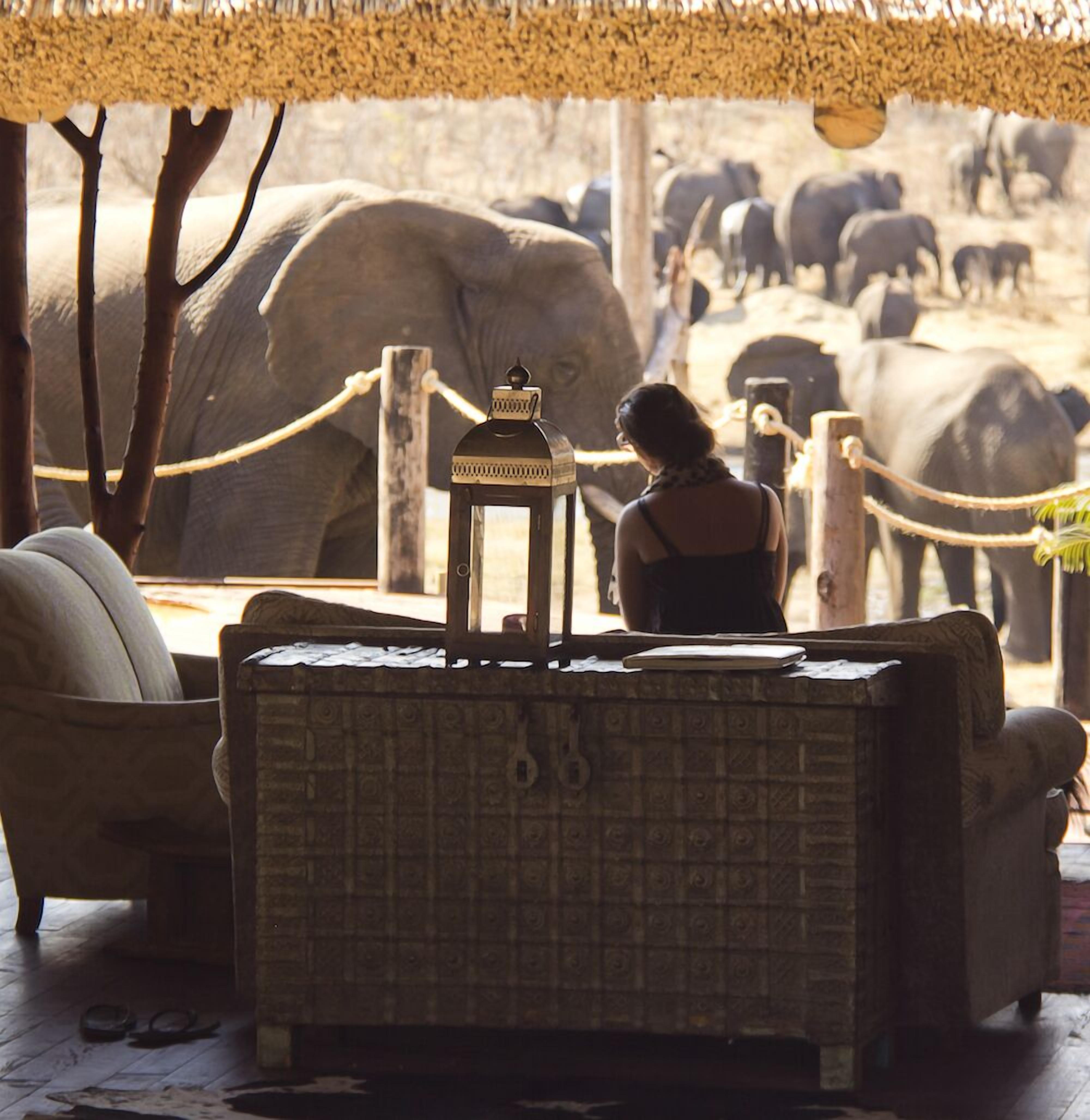 A room with a patterned sofa, a small table with a lantern, and a view of elephants in the background.