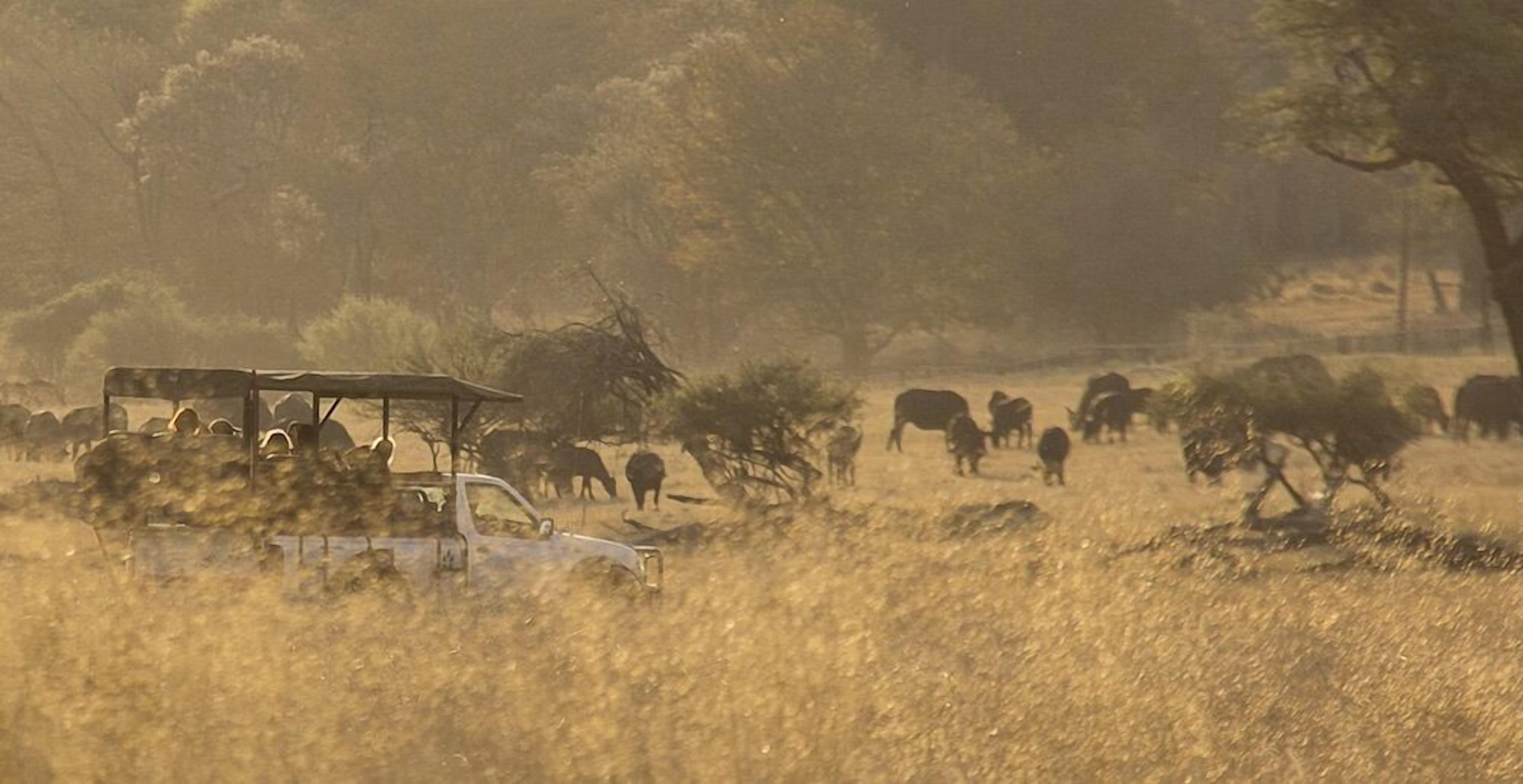 A safari vehicle in a dry grass field with wildlife in the background.