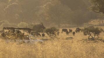 A safari vehicle in a dry grass field with wildlife in the background.