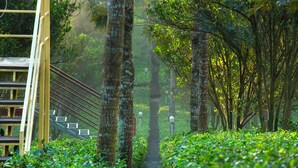 Un sentier bordé d’une végétation luxuriante et d’arbres, qui mène à un bâtiment doté d’un escalier.