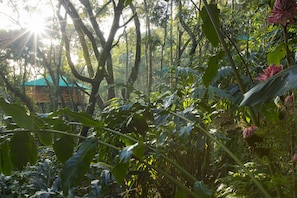 A lush forest with a building in the background. - Dream Catcher Plantation Resort (Udumbanchola)