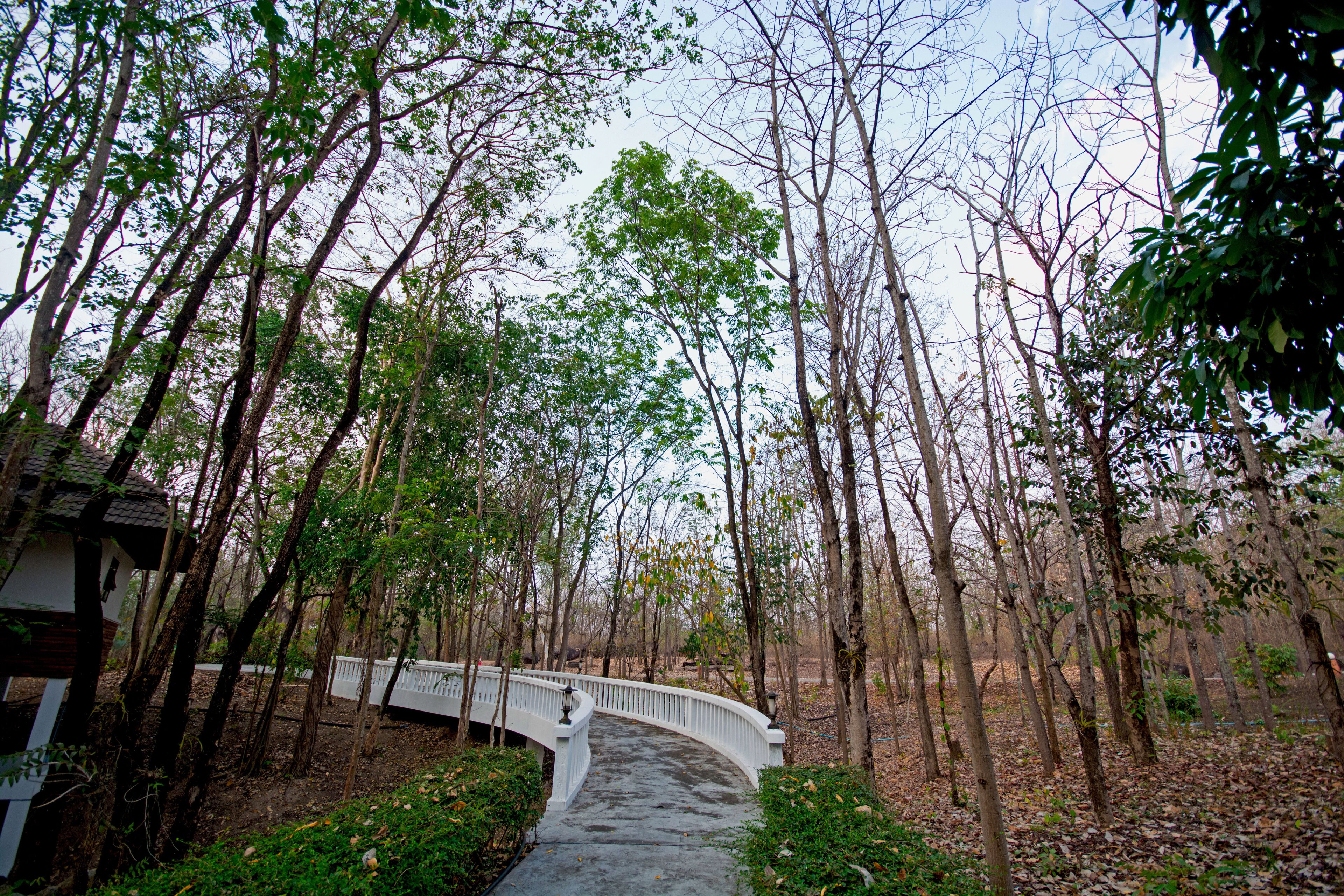 A pathway through a forest with a white bridge and a small building on the left.