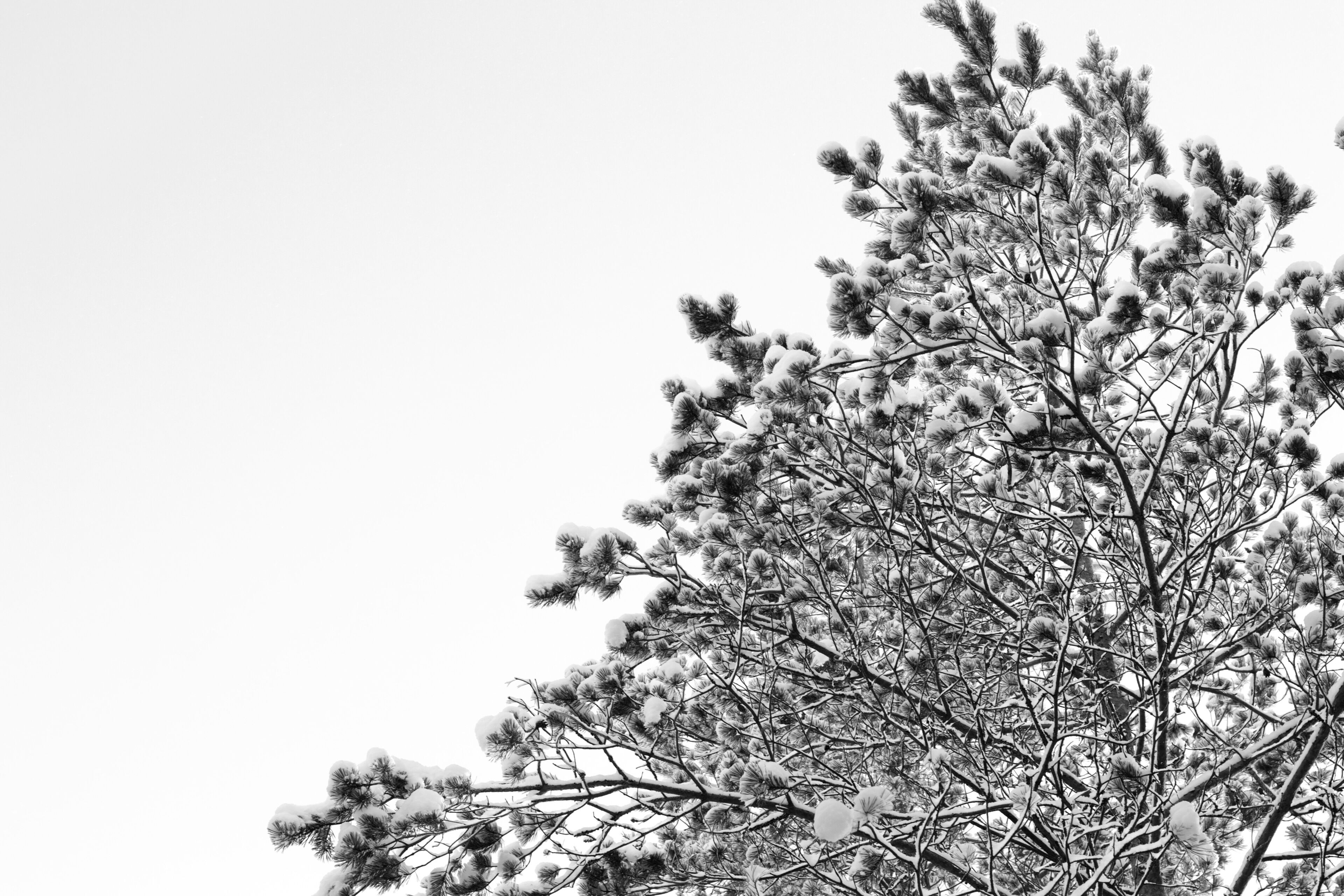 Une photographie en noir et blanc d’un arbre dont les branches sont recouvertes de neige.