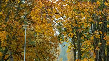 A pathway in a park with trees displaying autumn foliage, a lamp post, and a small shed.