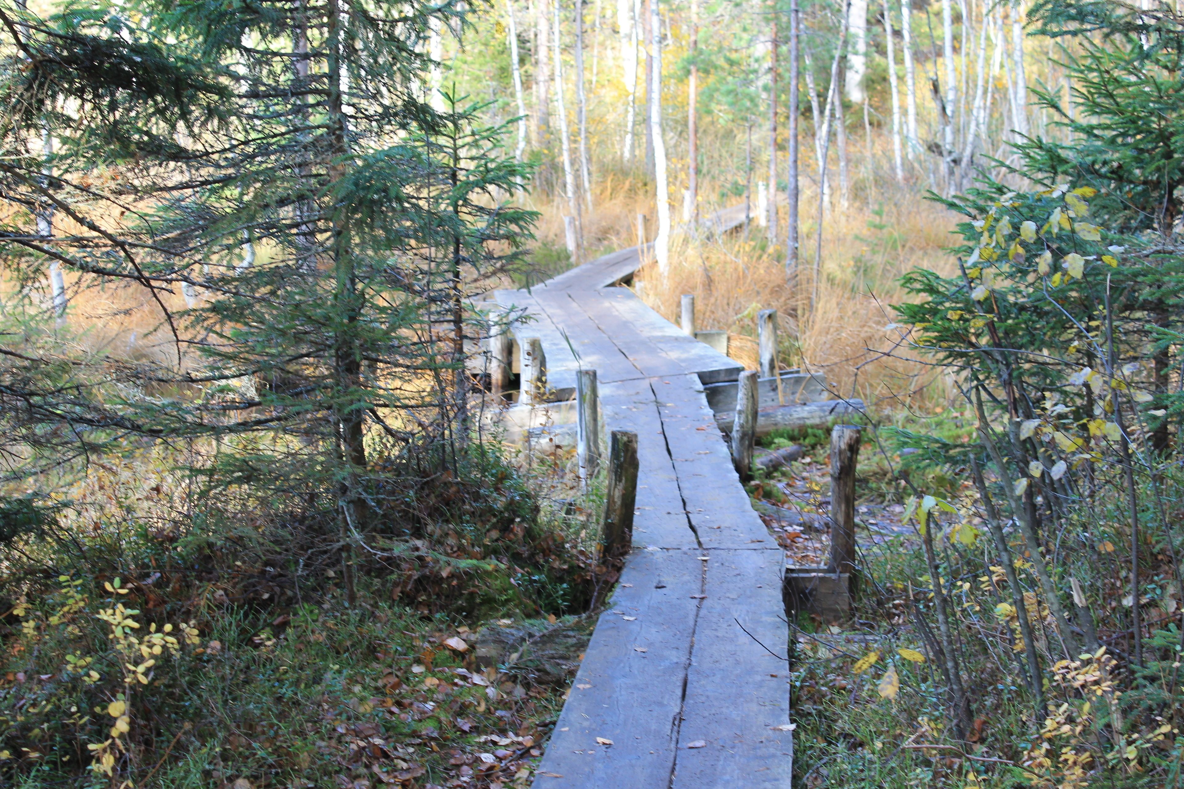 A wooden boardwalk through a forested area with trees and underbrush.