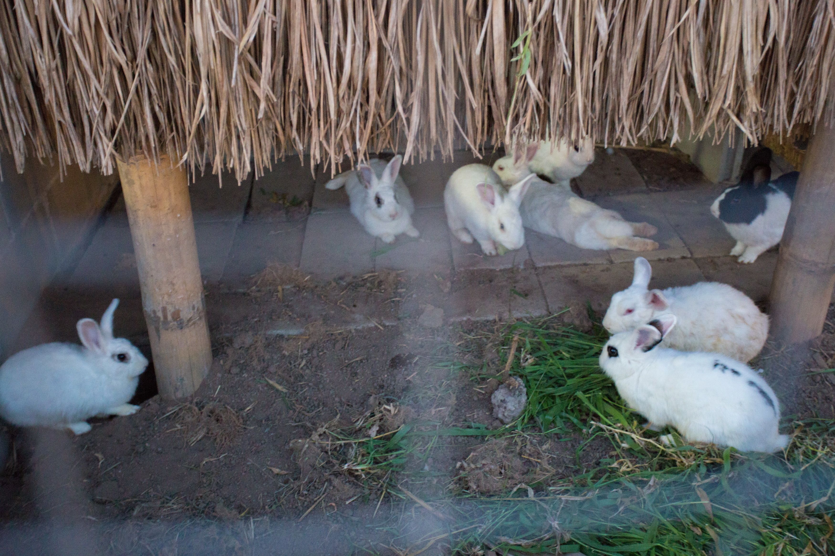 Un groupe de lapins abrités sous une sorte de cabane recouverte de paille.