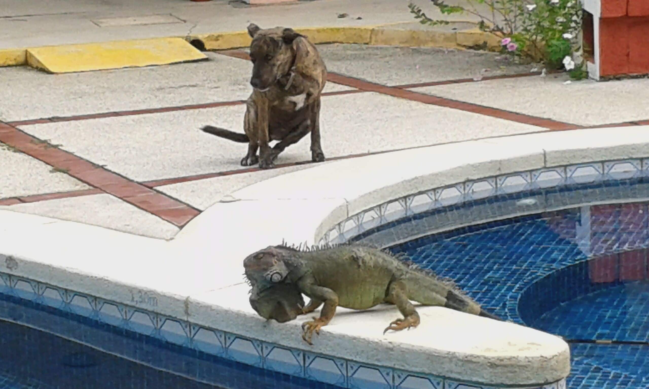 Una piscina con borde de baldosas y repisa de piedra.