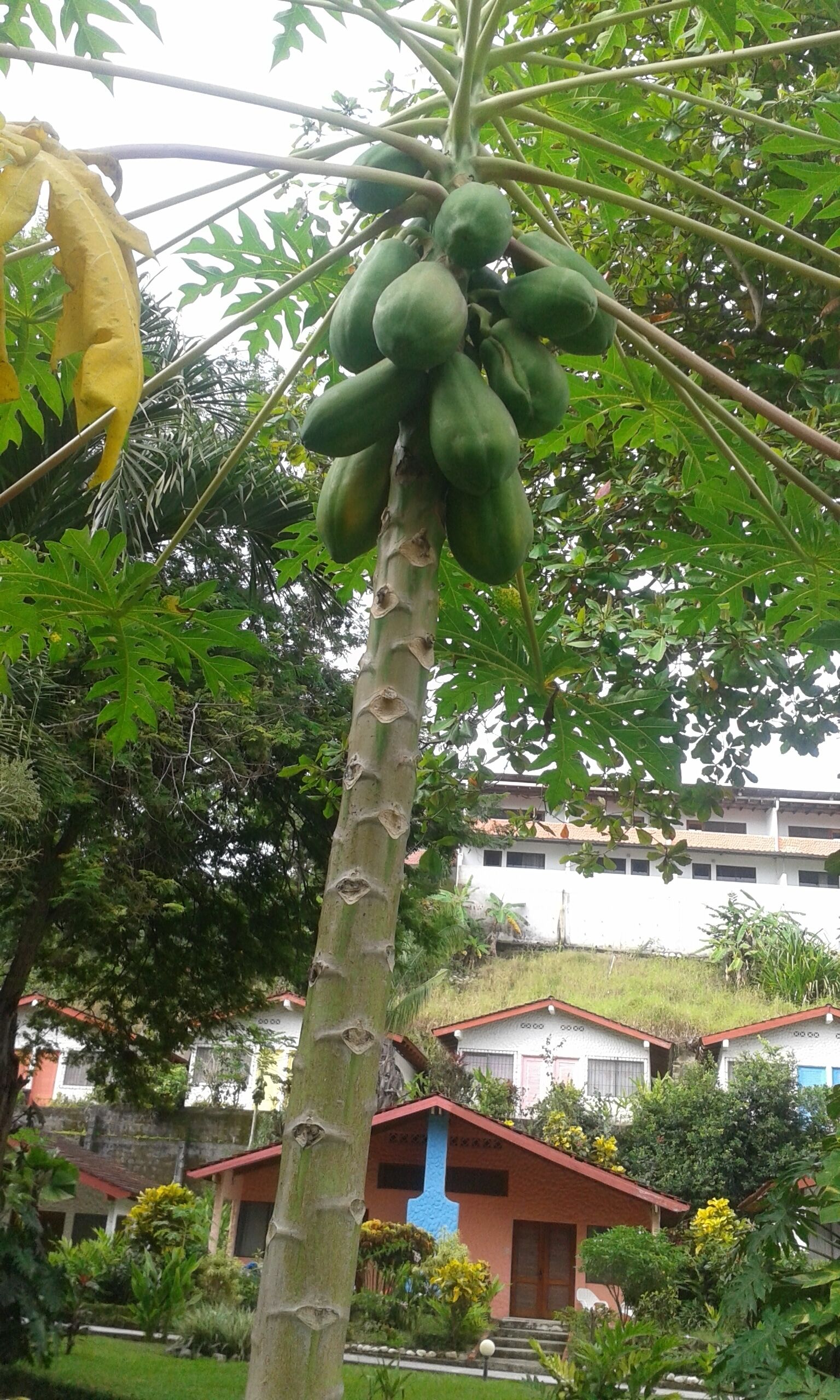 A papaya tree with green fruit, surrounded by lush greenery and a building with red roofs in the background.