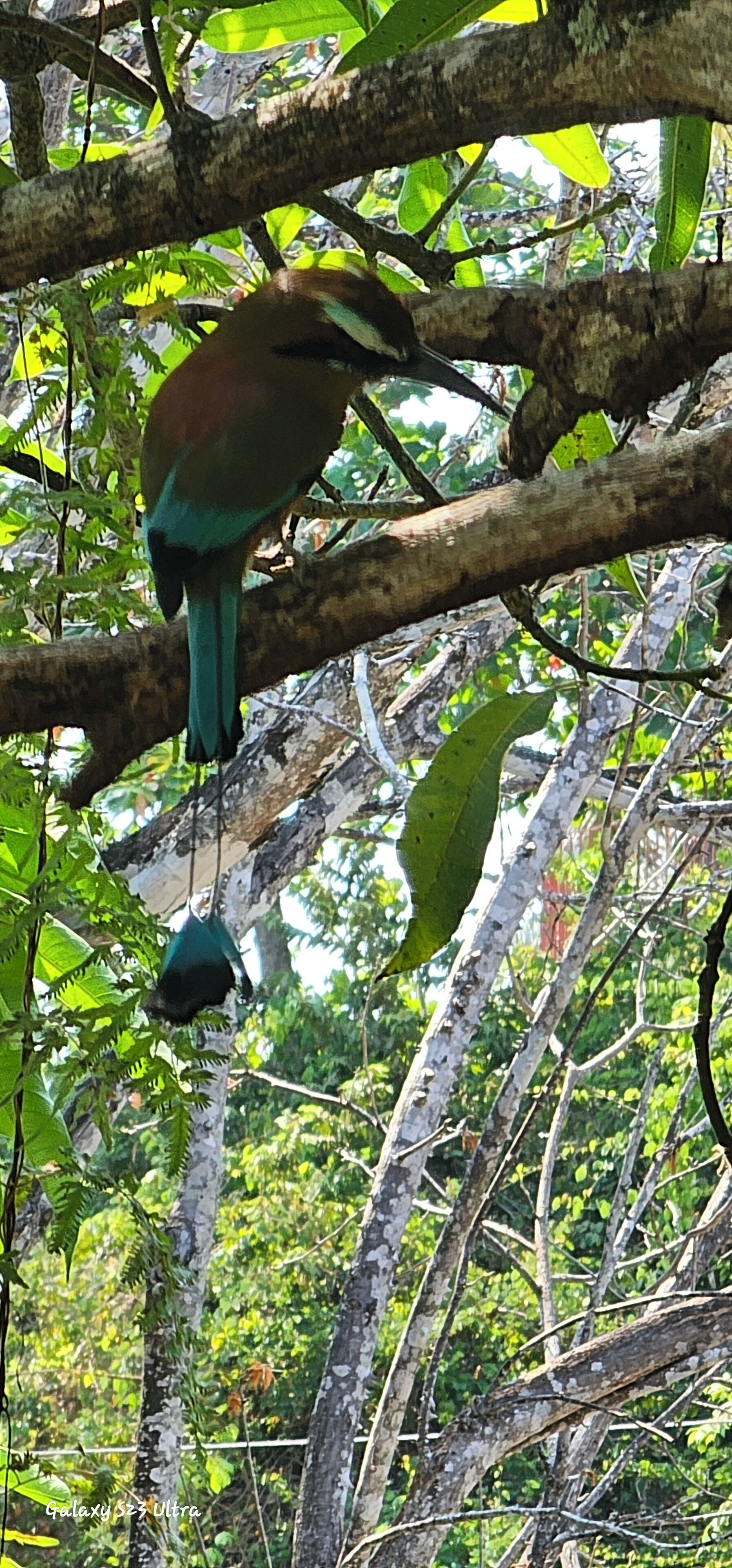 A bird perched on a tree branch.