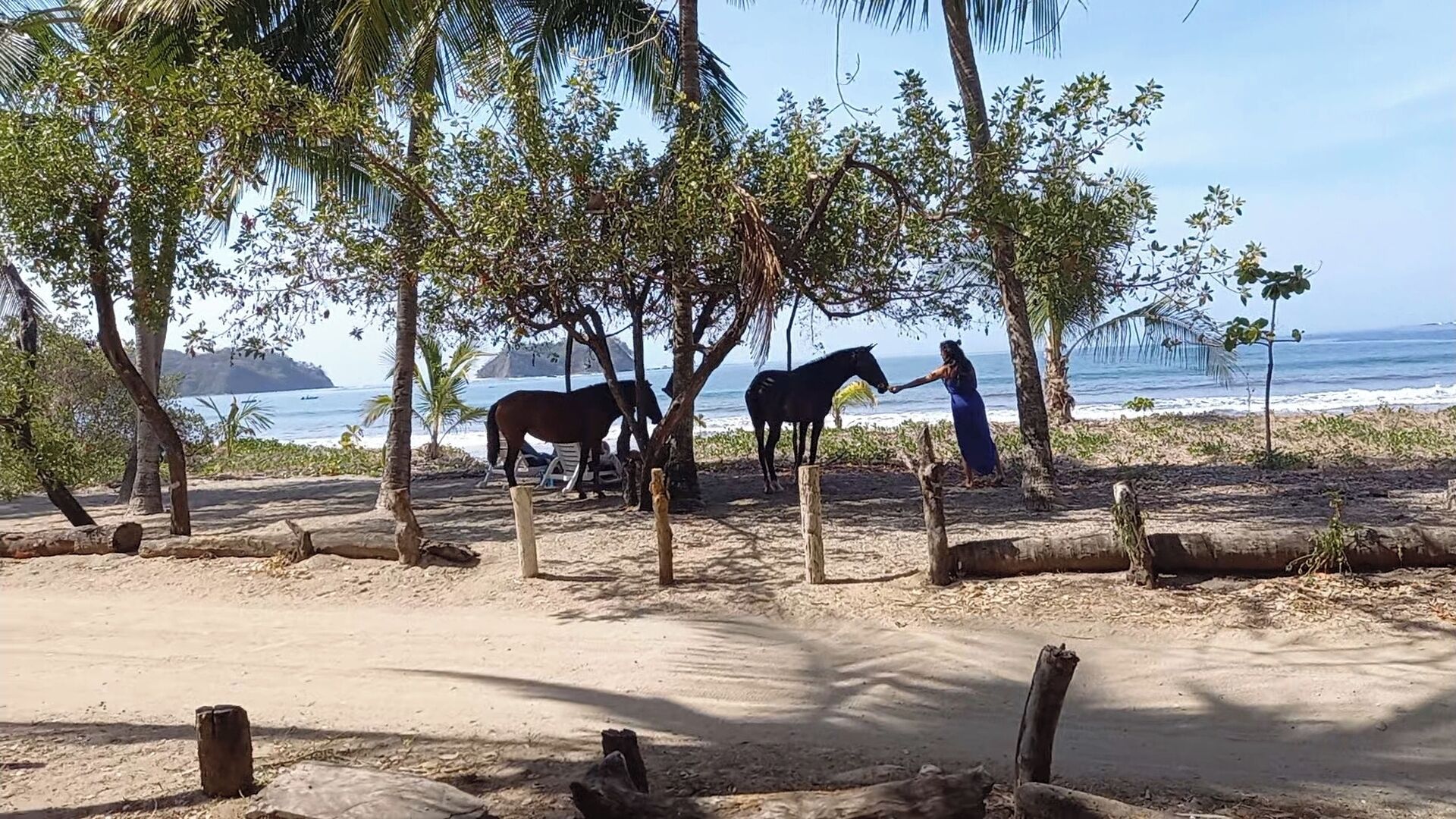 Ein Strandabschnitt mit Bäumen, einem Holzzaun und zwei Pferden.