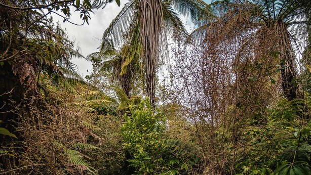 A wooden pathway surrounded by dense tropical foliage and a large tree overhead.