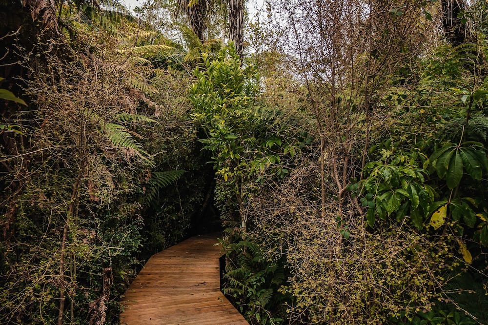 Franz Josef Treetops