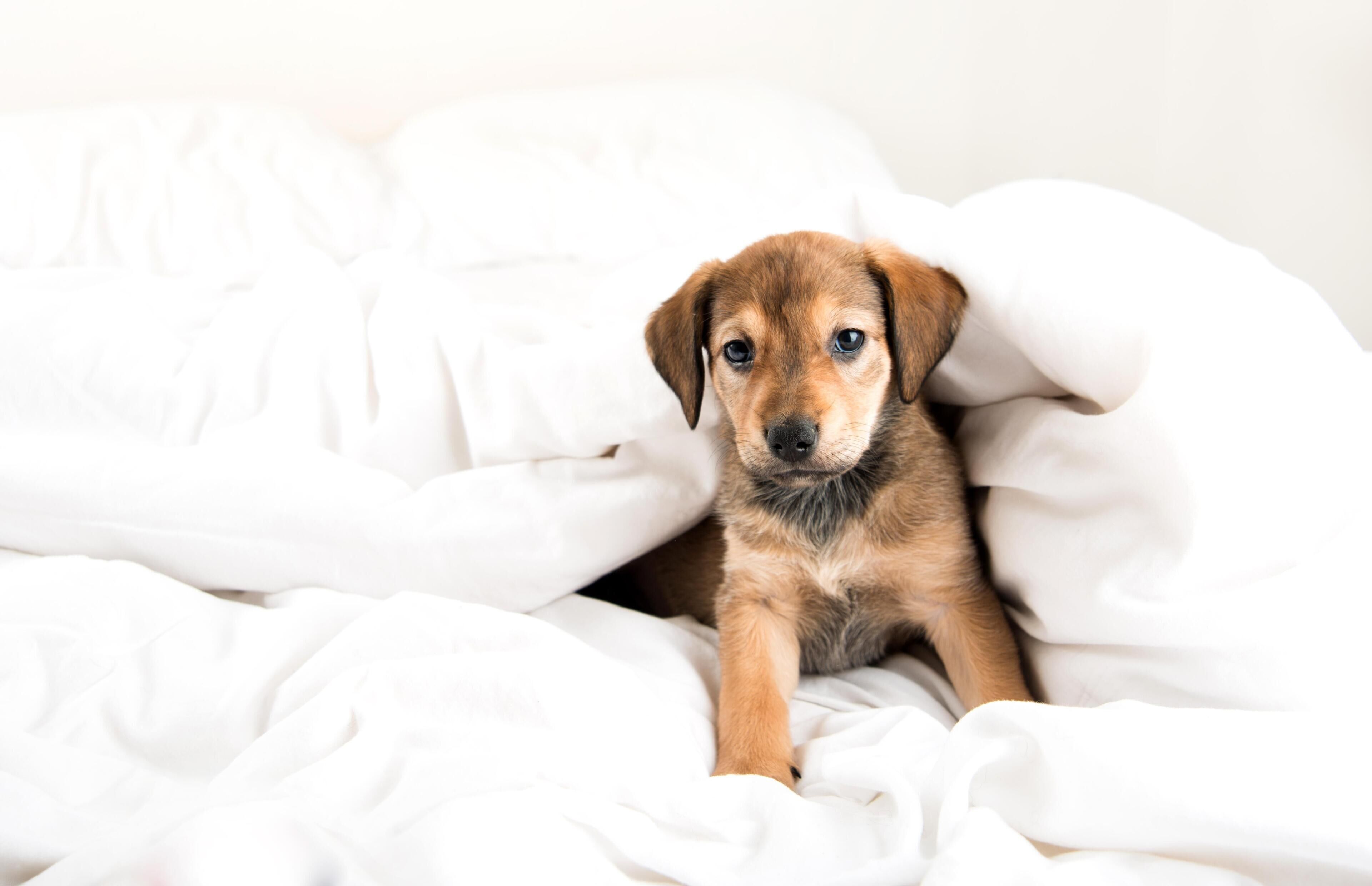 A puppy lying on a white bedspread.